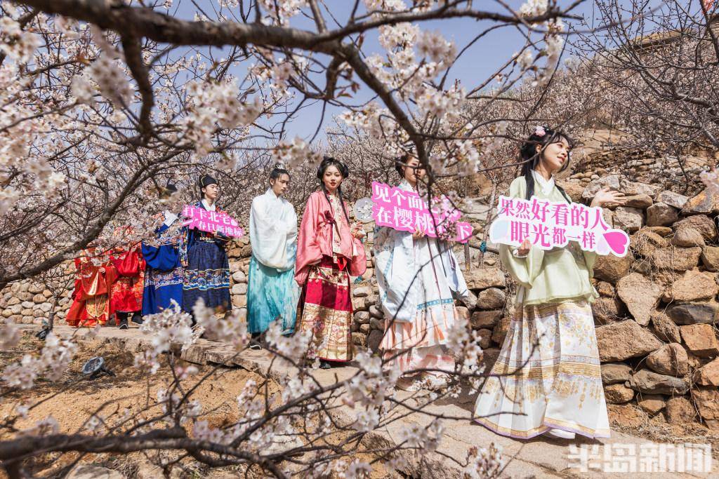第二届青岛樱桃花节今日启幕来北宅探索春日小确幸