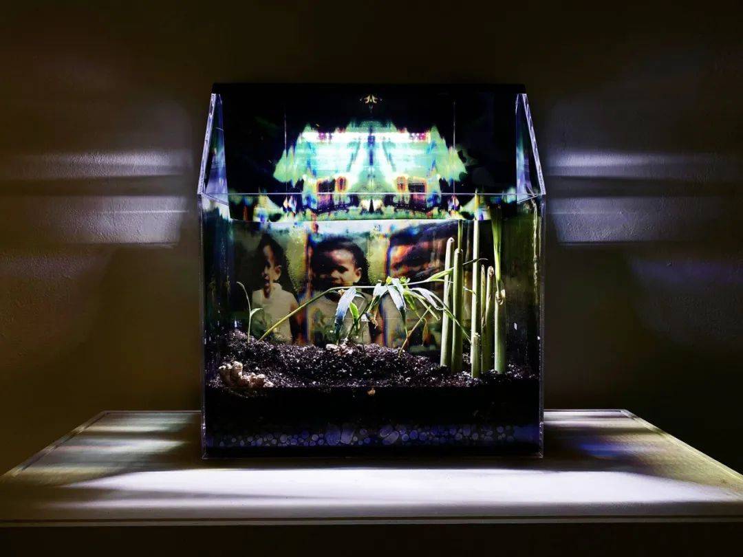 植物里的故乡和远方_萨曼莎·博科斯_加勒比地区_甘蔗