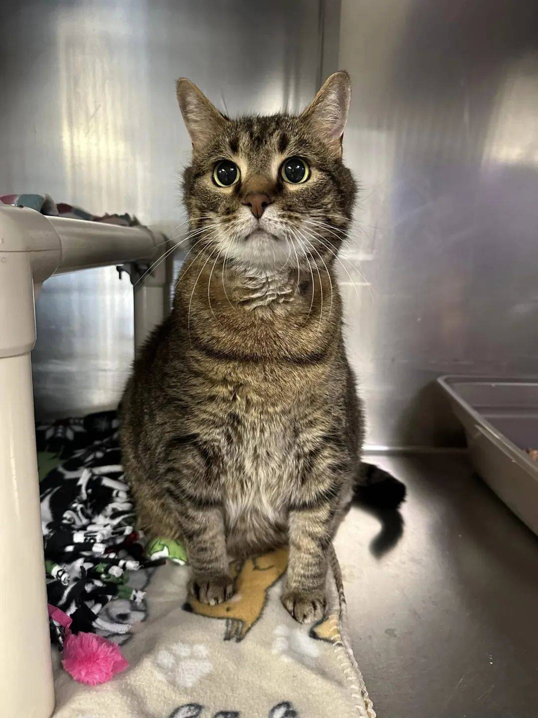 送养出去10年的猫被退回来,原因竟然是…太自私了!_亚瑟_主人_男友