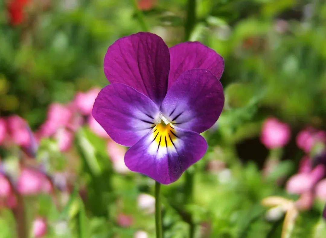 030 | 宗璞:孰解《送春》意,唯有二月兰_一大_春光_花朵