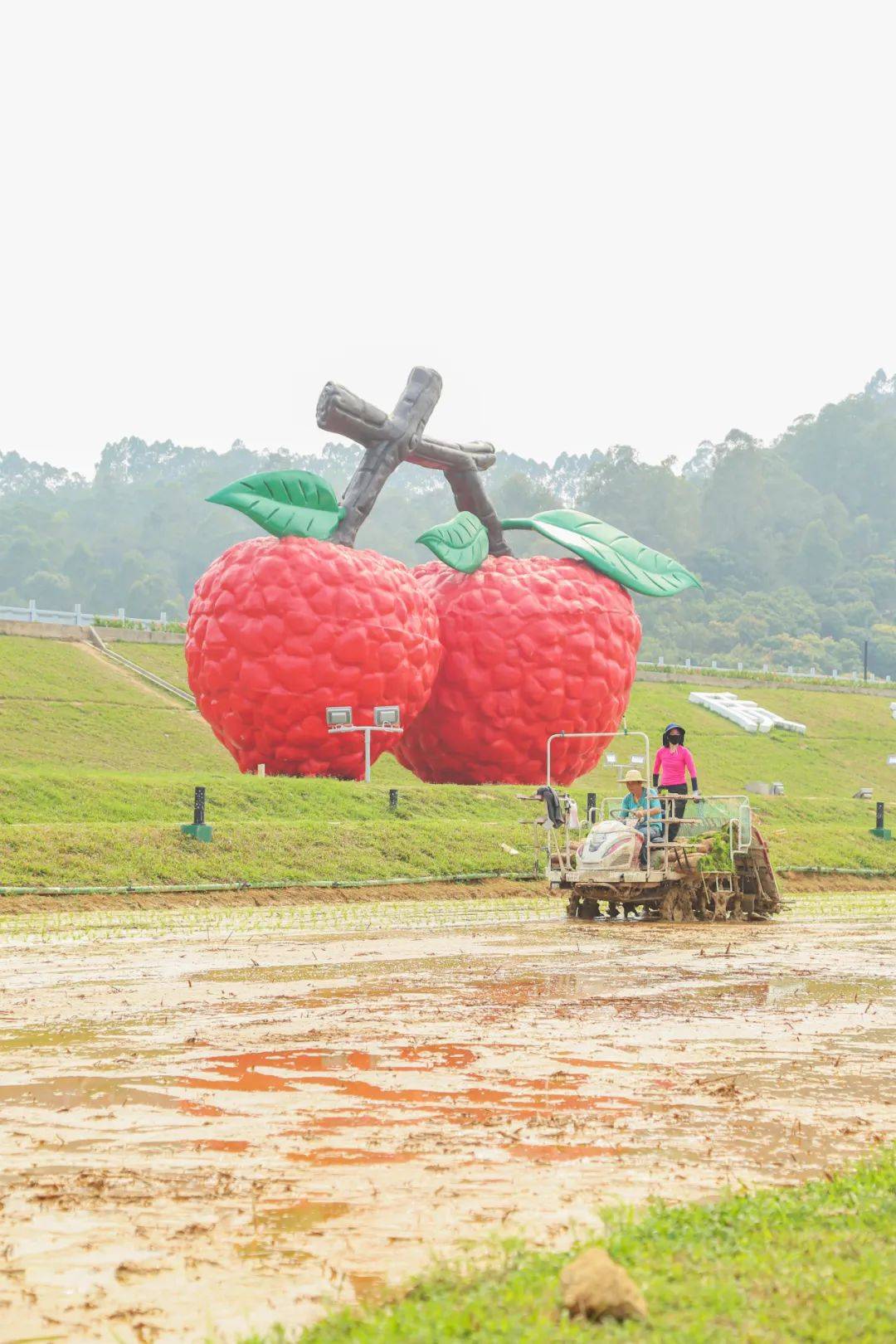 春耕好时节早稻插秧忙