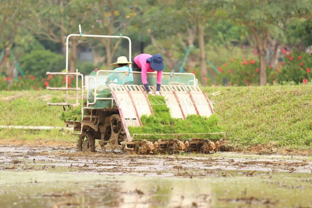 春耕好时节早稻插秧忙