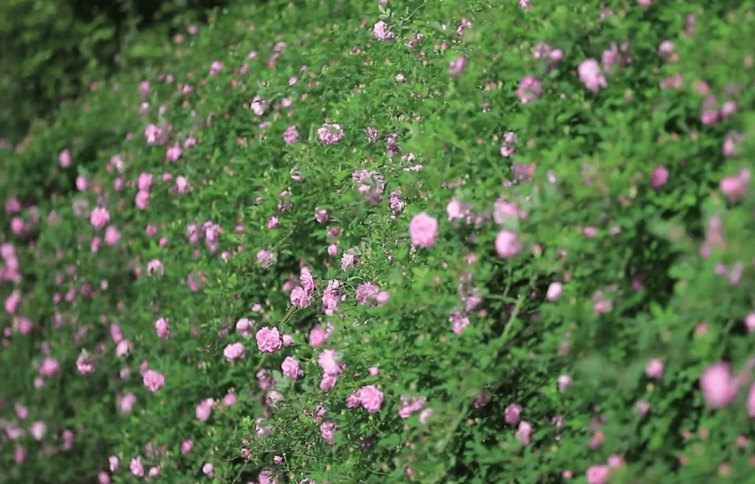 蔷薇,樱花开满园,这个周末去这里→_粉色_开州_漫山遍野