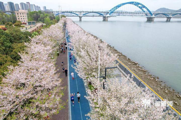 在钱塘江畔来一场浪漫"樱花跑"_全程_杭州_跑道