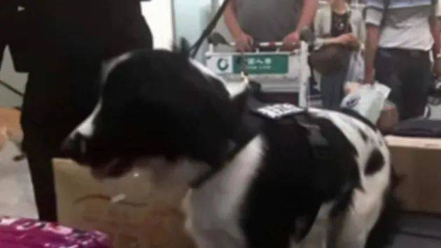 还有一只是史宾格.一只是拉布拉多.网友@小饼干的单位有两只工作犬.