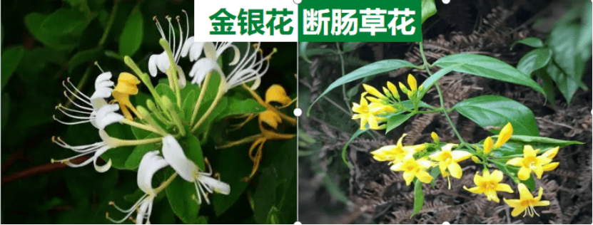 有毒_症状_植物