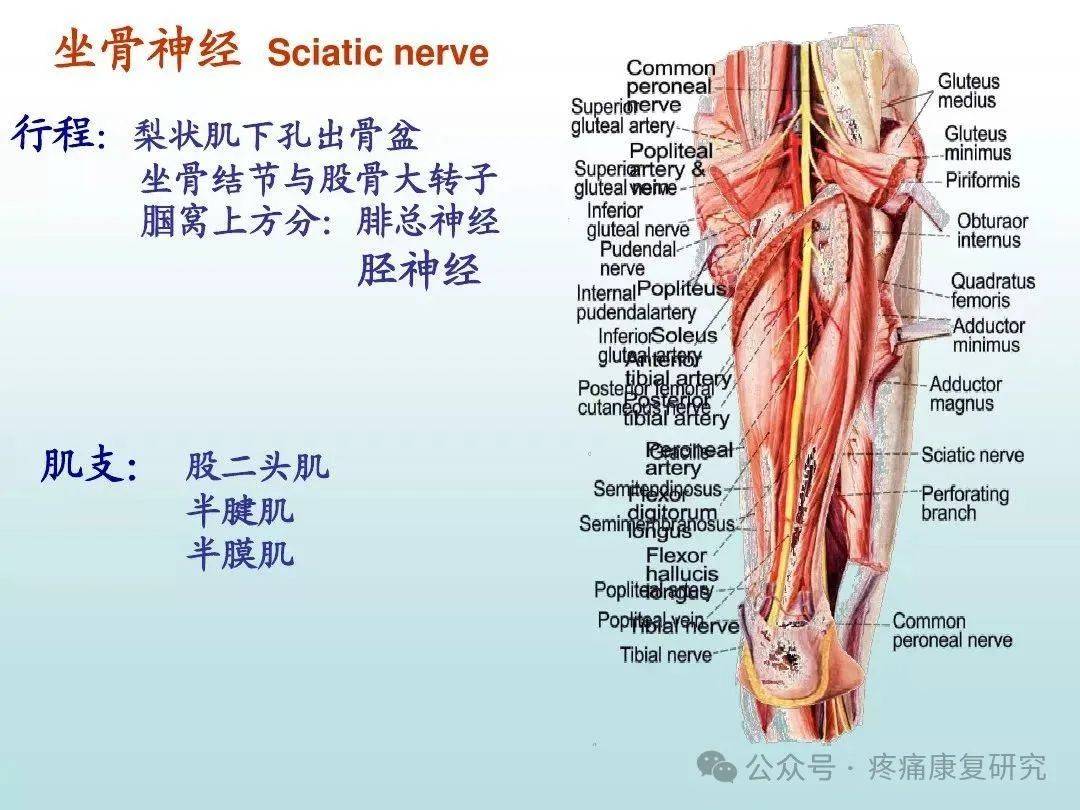建议收藏!周围神经高清图_原文_锁定_名片