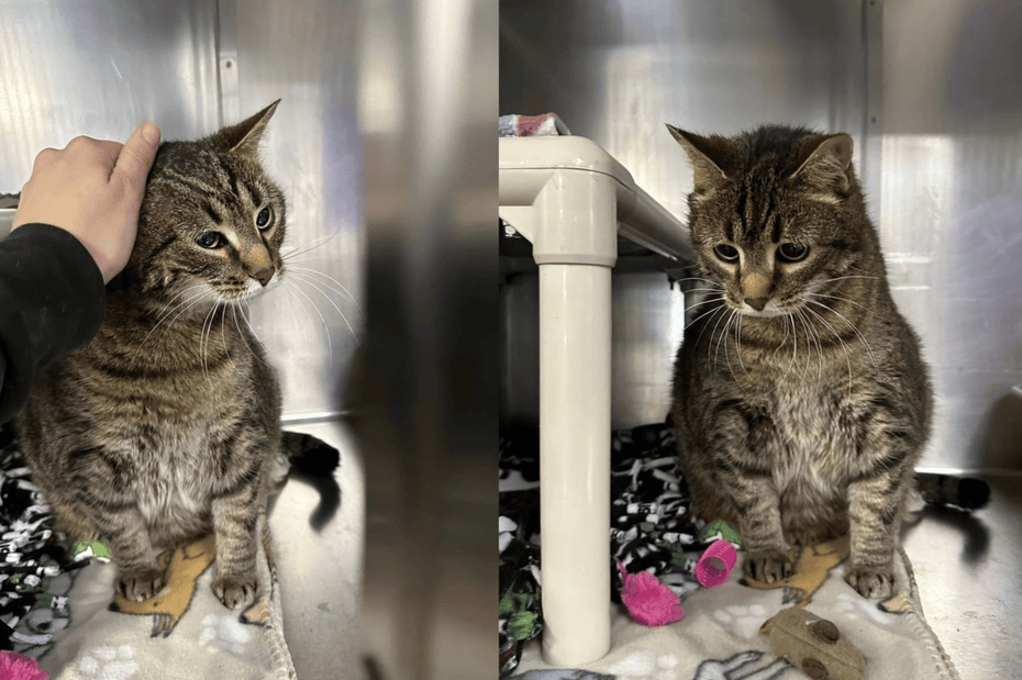 送养出去10年的猫被退回来,原因竟然是…太自私了!_亚瑟_主人_男友