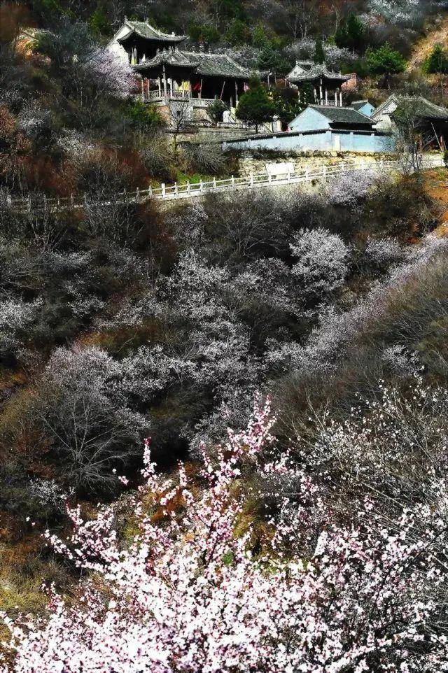 山与桃花相映红崆峒山的美景等你来发现