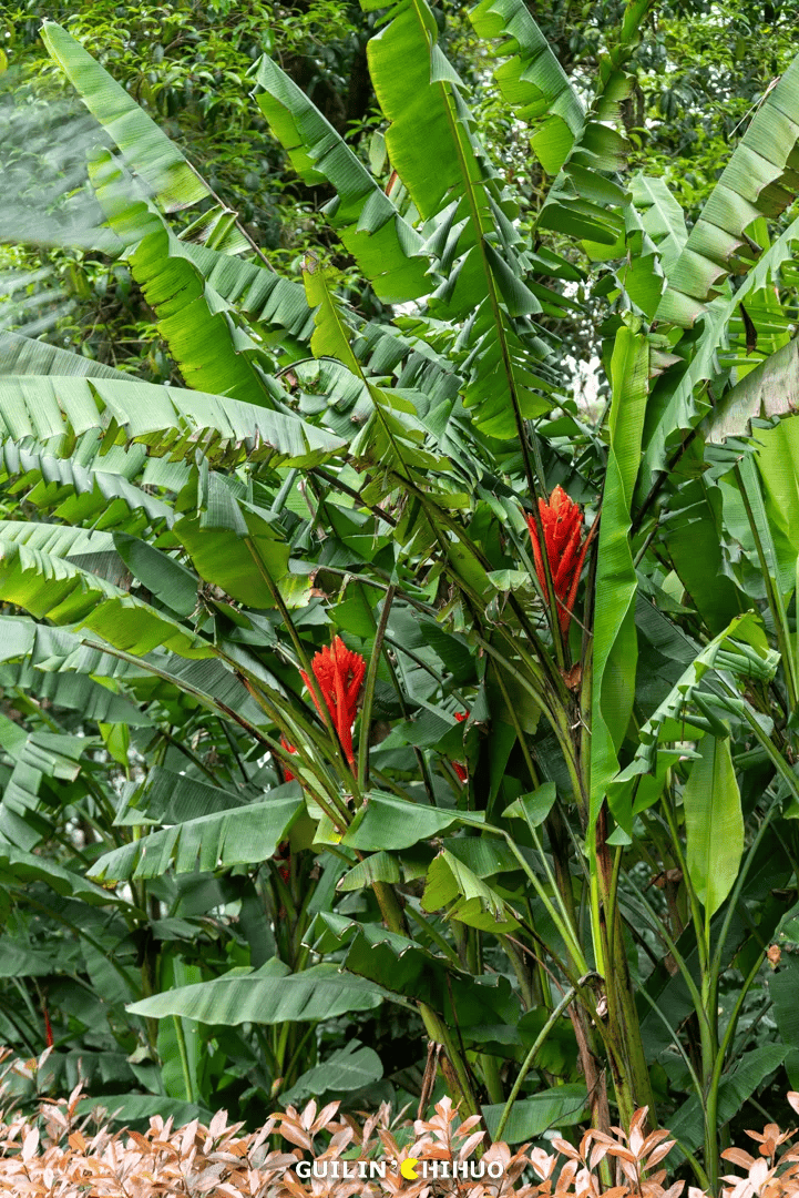 70亩,6500 株杜鹃花同时盛开!就在桂林市郊,太壮观了!