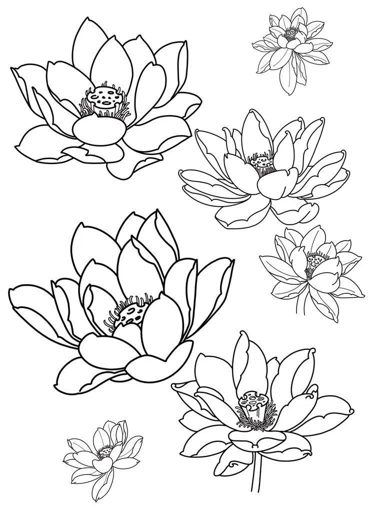 35张花卉线稿资料收藏备用