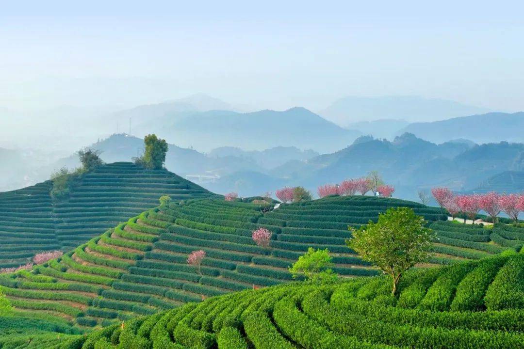 杭州茶都十景首批评选活动候选景点巡回展示即将开始