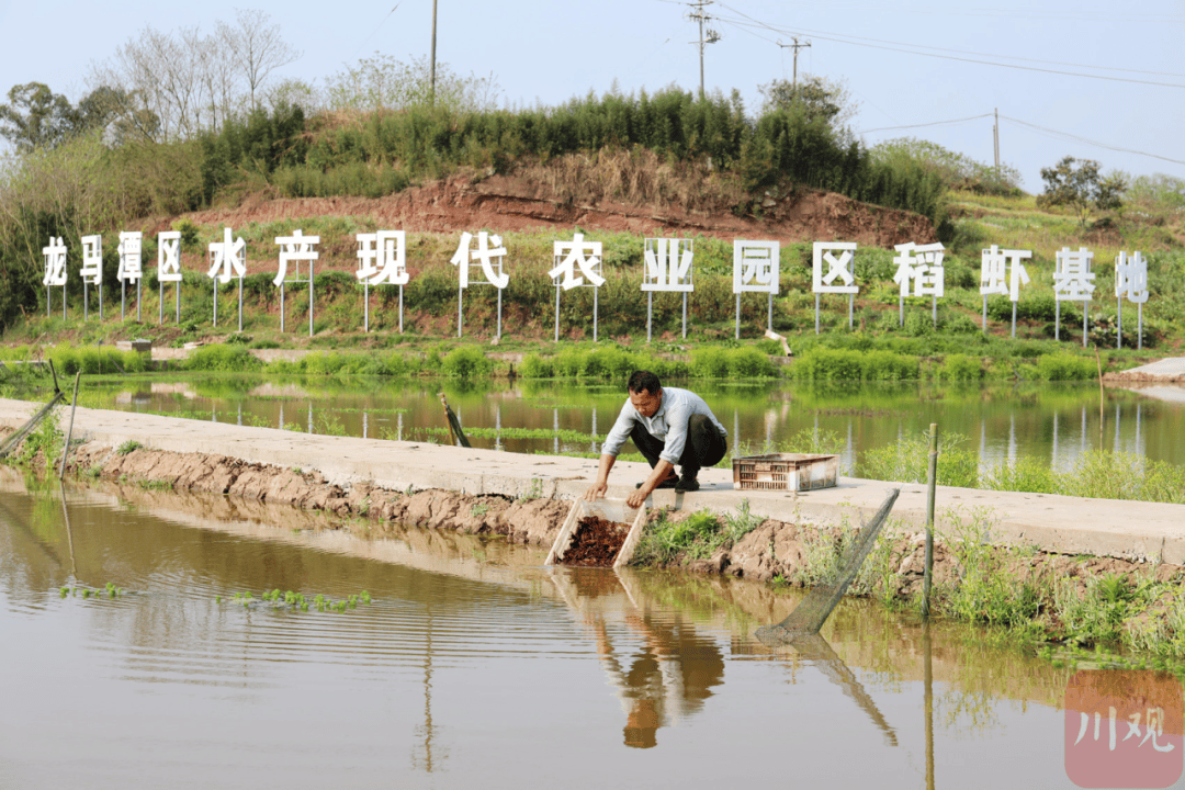 专稿|稻虾"配cp" 泸州龙马潭区一田两用一水双收_郭昌_龙虾_共养