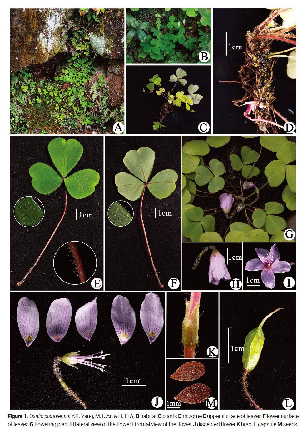 贵州省林科院发现酢浆草属植物一新种习水酢浆草