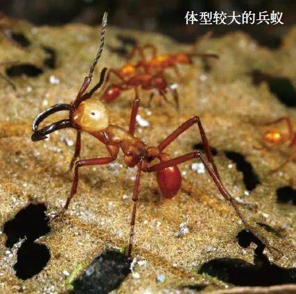 蚂蚁中的战斗军团谁最强