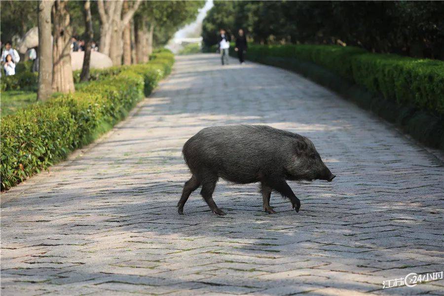 (特约摄影徐福庚16:04摄 20:36上线)3月31日,3头野猪出现在南京梅花