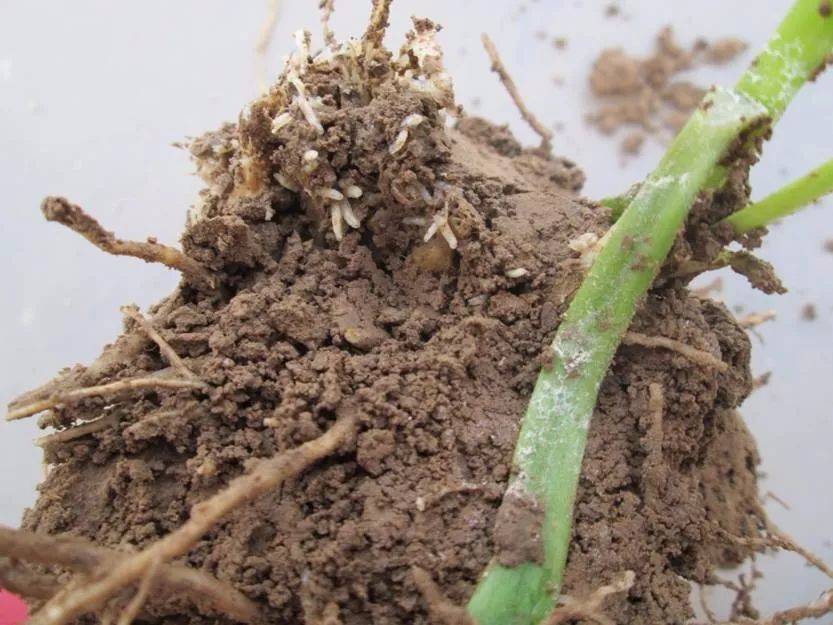 成虫叫迟眼蕈蚊,初孵幼虫先取食韭菜叶鞘基部和鳞茎的上端,以幼虫聚集