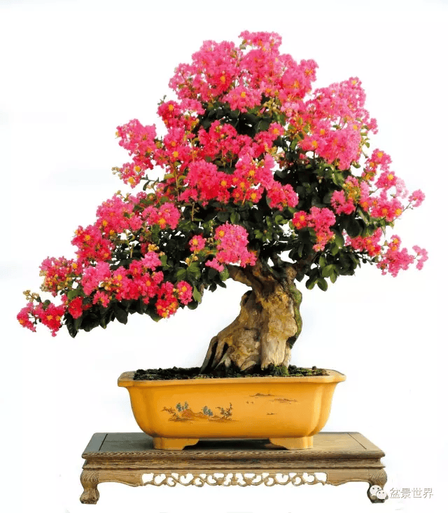 紫薇花正浓_cm_作品_盆景