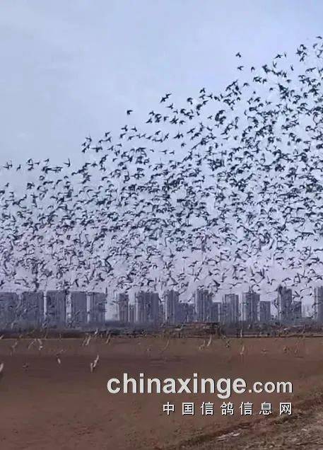 鸽讯天津彪行天下首届春棚收费站13万羽角逐