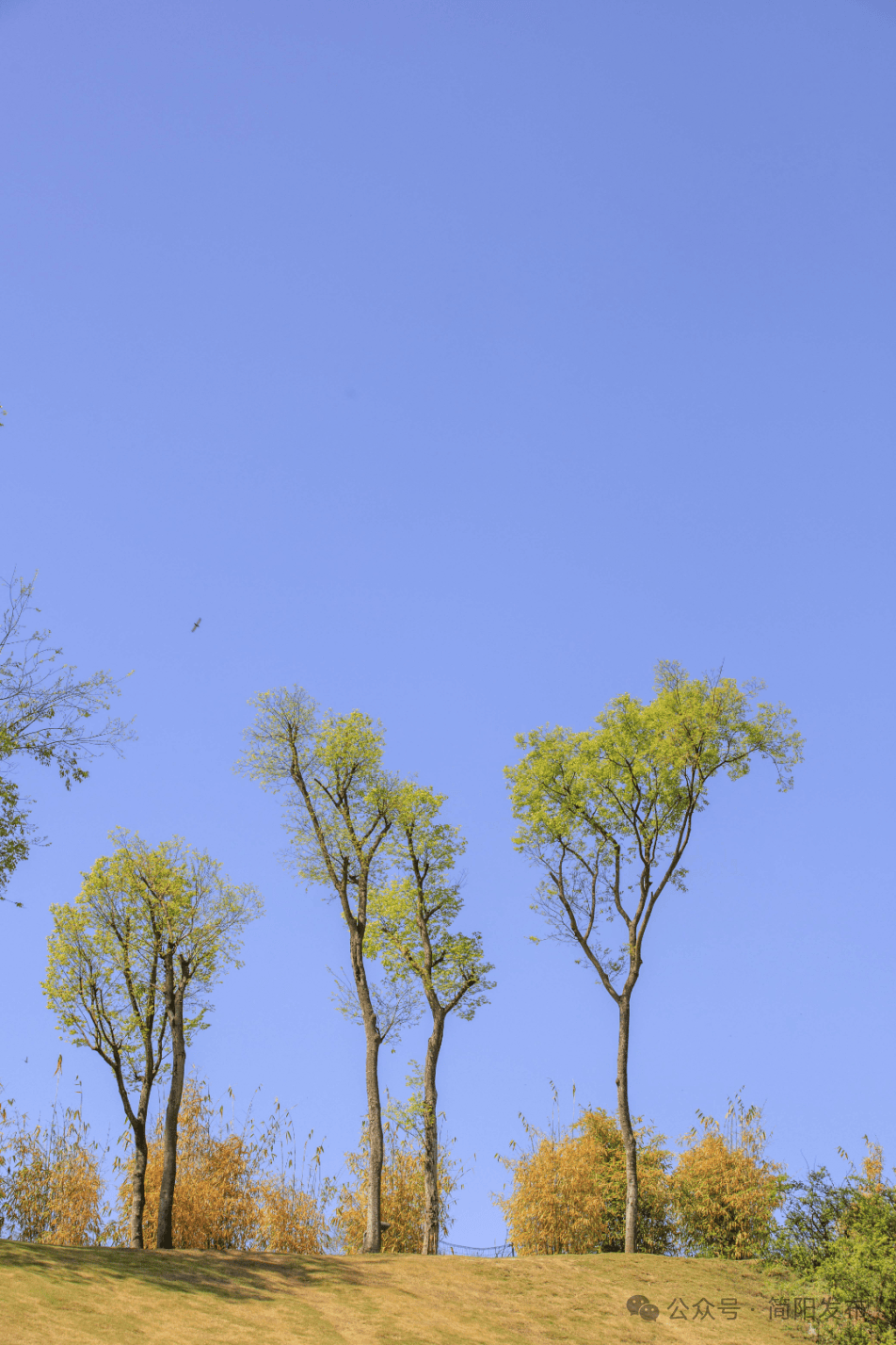 简阳鳌山公园吊死人图片