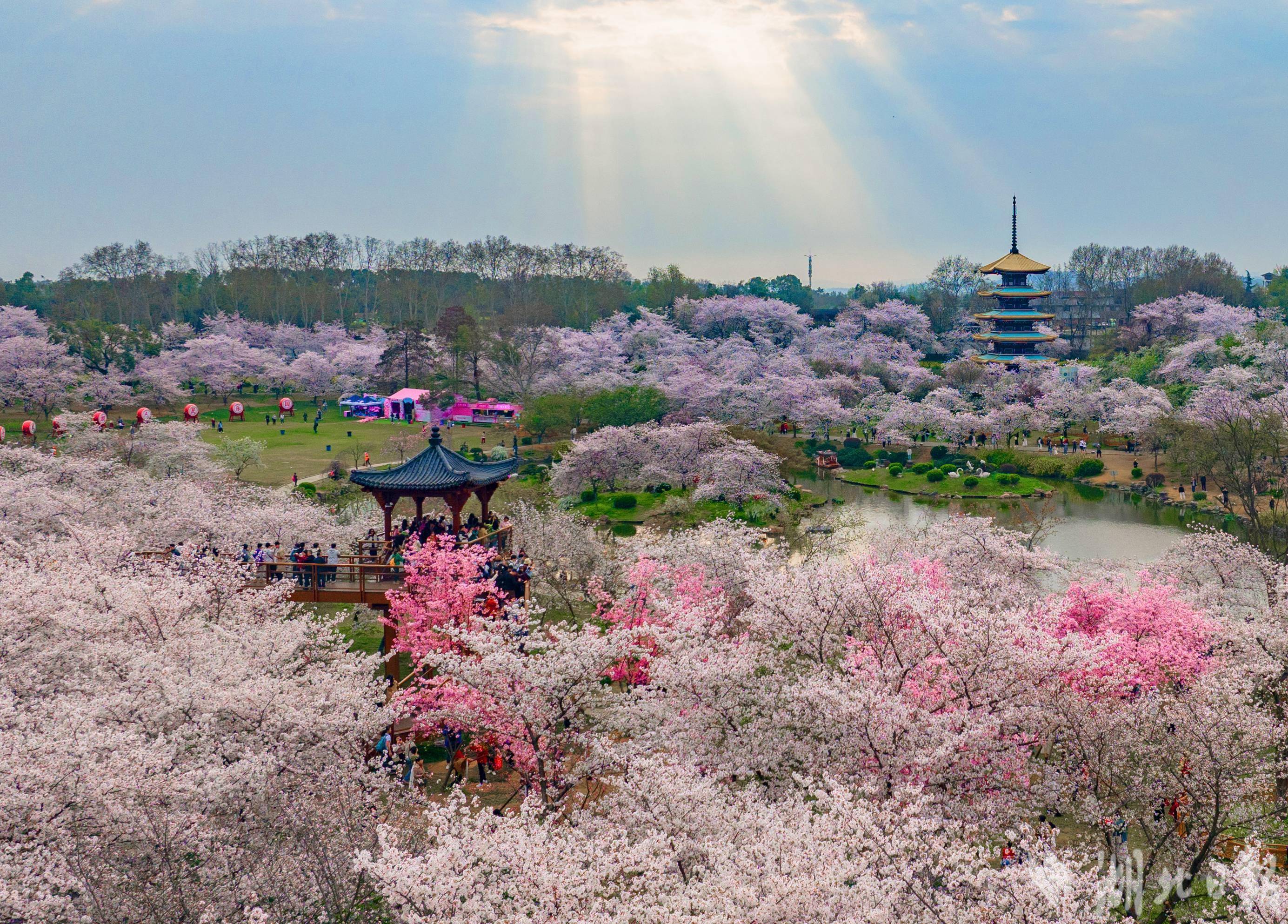 襄阳赏花好去处图片