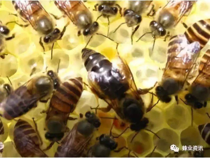 七,防病蜜蜂囊状幼虫病又叫囊雏病,囊状蜂子.1病原为囊状幼虫病病毒.