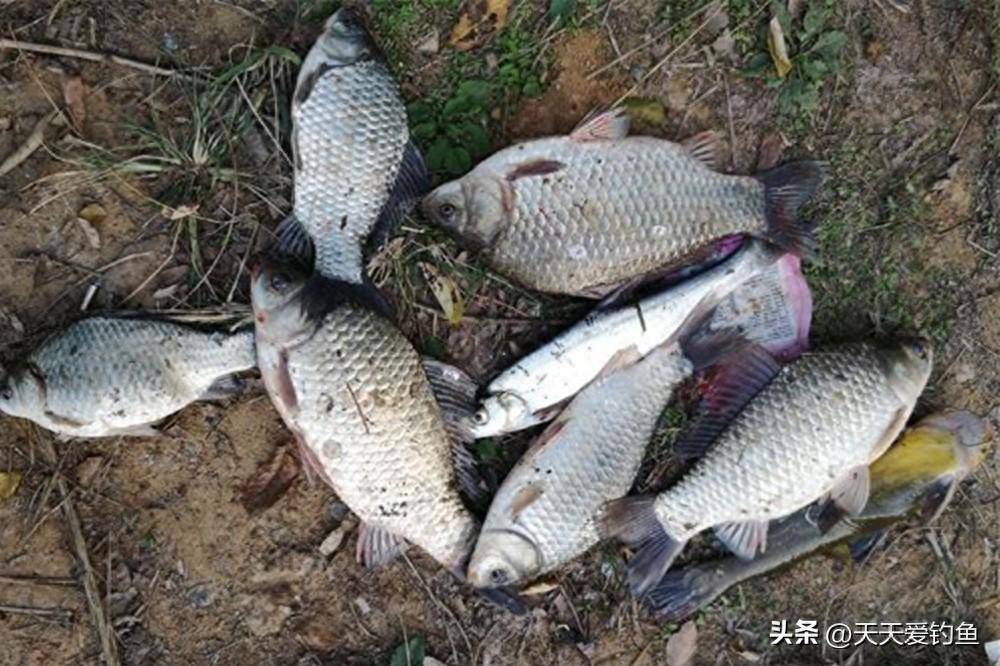 传统野钓鲫鱼，3种民间奇效钓法，专门用来钓大鲫鱼_蚕豆_七星_水草