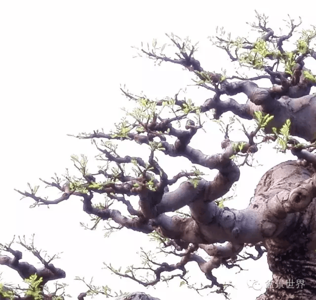 128万成交这盆价值百万的盆景是怎样炼成的