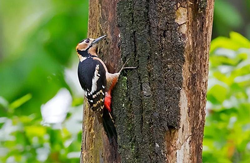 啄木鸟舌头的奥秘:吸引达芬奇探索的非凡之处