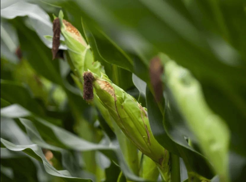 成果转化玉米新品种吉农玉2988