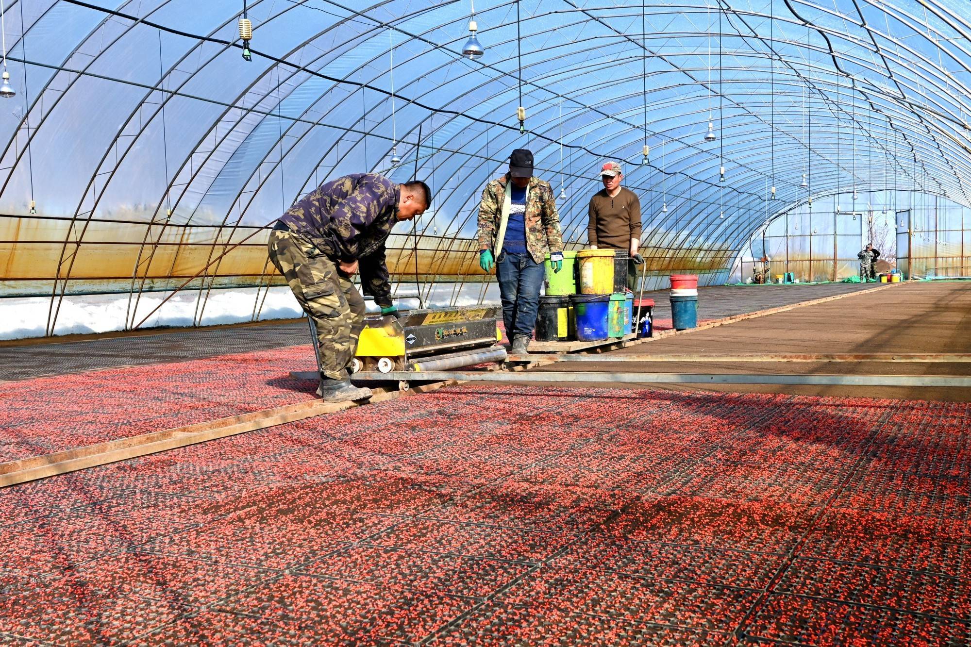 梧桐河农场优质芽种下摆与播种同步进行