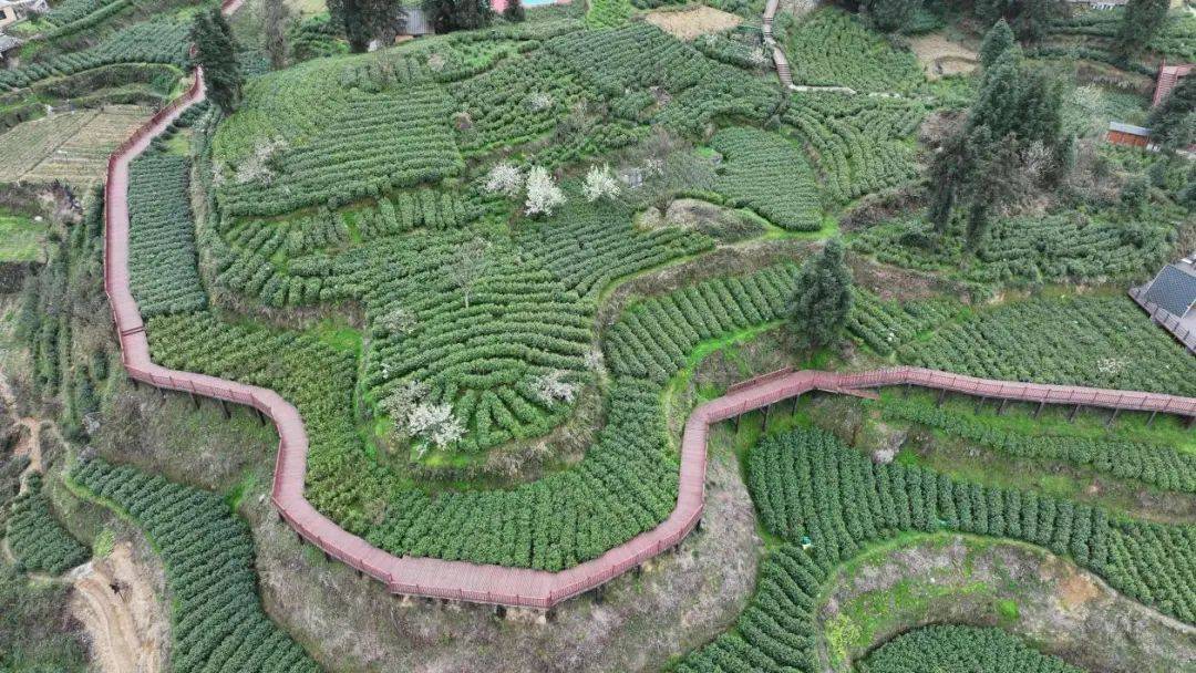 游保靖县国茶村景区赴一场茶庐民宿寻茶之约