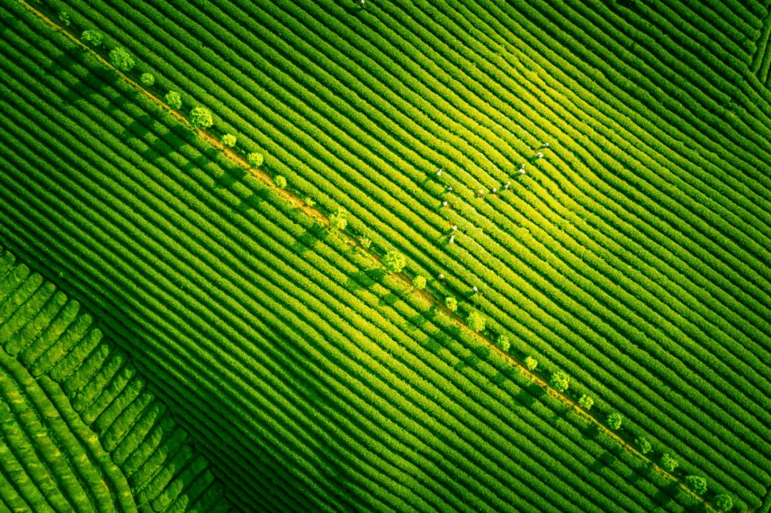 水墨婺源,只此青绿!此时的婺源就是烟雨江南!