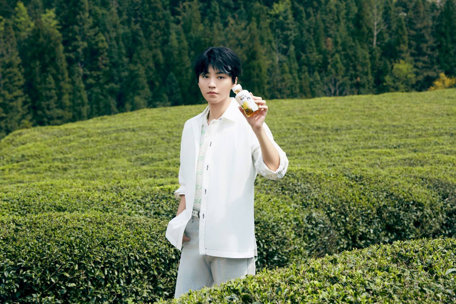 贵山贵水出好茶丨王俊凯溯源贵州安顺金尘茶万亩茶园