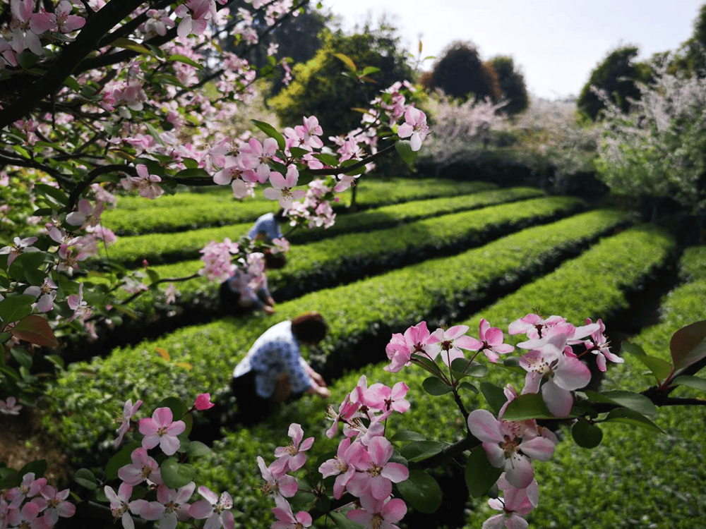 走上春山采春茶4月至德阳及周边的茶山茶园进入采摘旺季