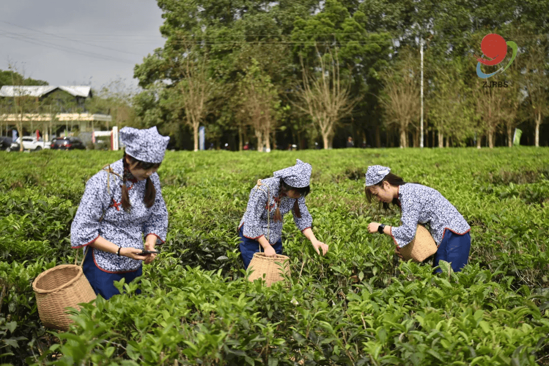 上春山采春茶,约你来广东徐闻湛江见一面