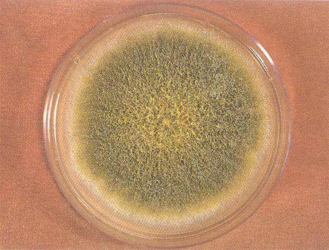 保存超过3天会滋生黄曲霉素,真相是什么?