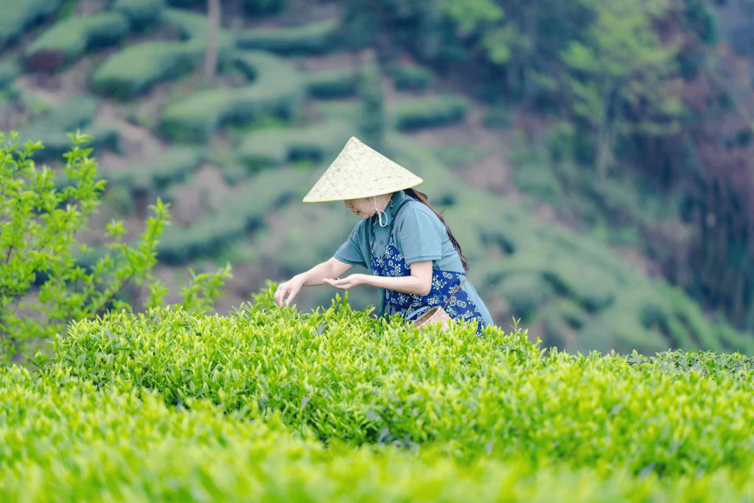 德阳茶叶图片