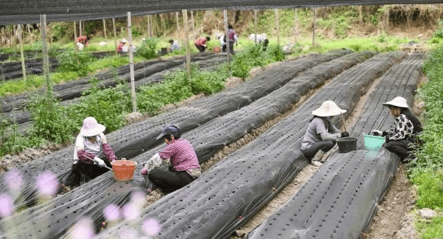 高质量发展"耕"新致富纷纷拉开春耕生产的序幕佛冈各个魔芋种植基地