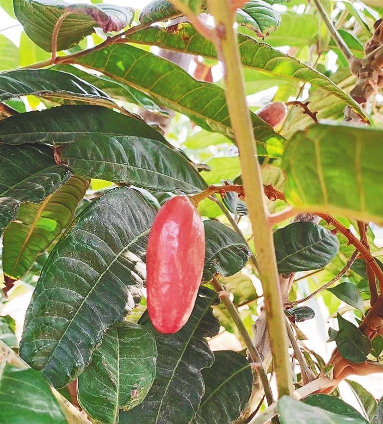 新奇水果安家海南