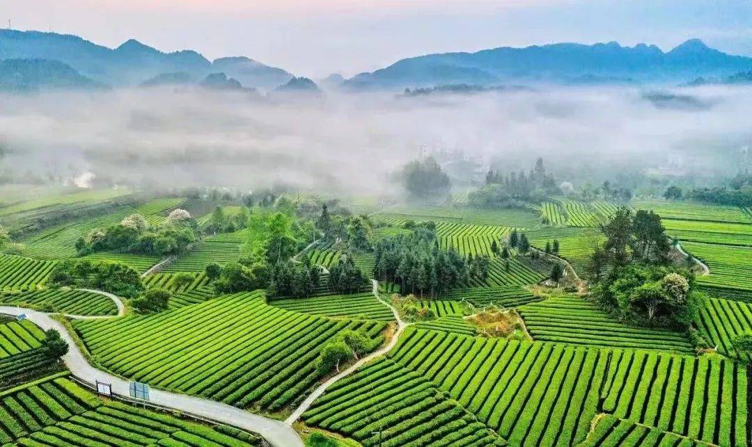 (高德地图导航至峨溶镇峨溶社区贺家寨)峨溶镇大坪茶叶基地活动地点