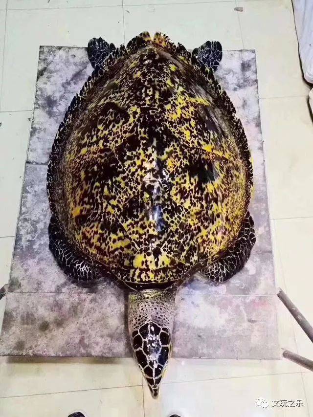 玳瑁海龟做成的工艺品据说可以辟邪镇宅是不是有点残忍