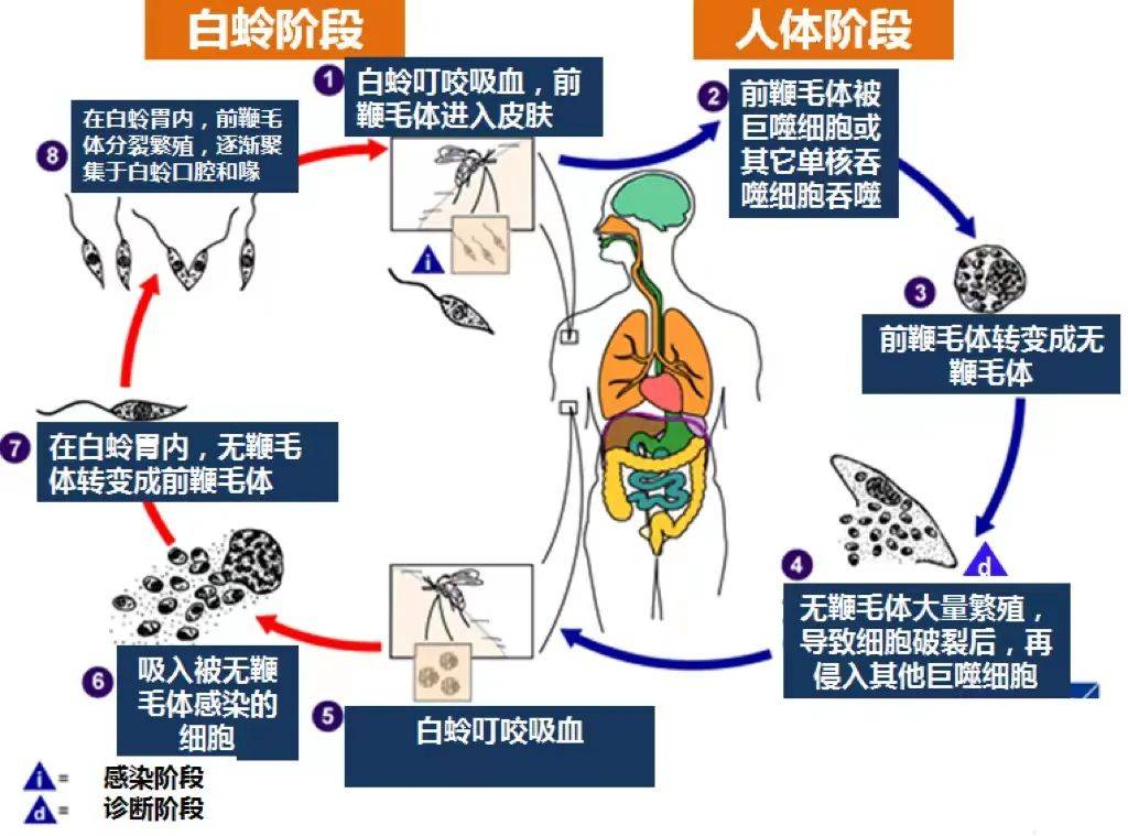 利什曼原虫生活史图片