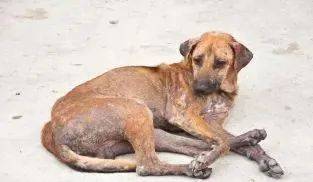 健康科普 | 利什曼,勿怠慢——带你了解黑热病_白蛉_症状_原虫