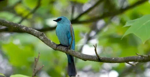 丽水生物多样性监测体系有多"智慧"?_设备_鸟类_南京