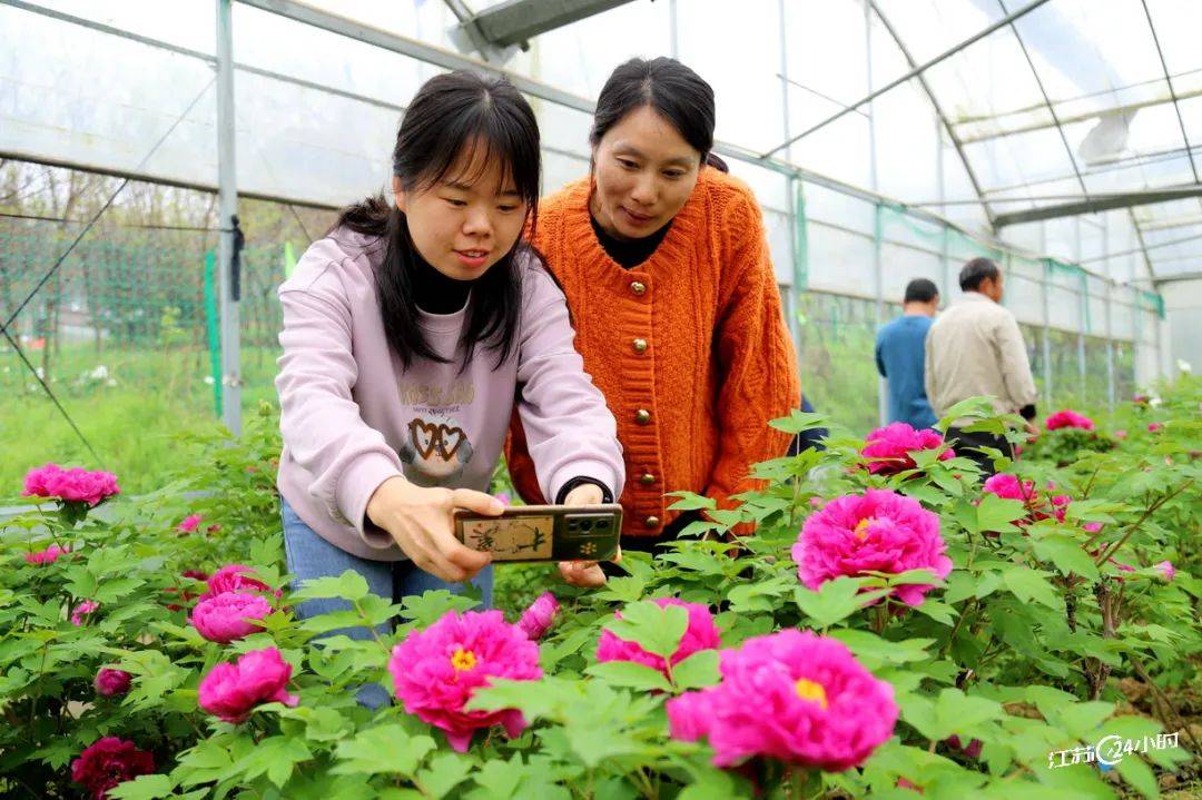 南京:大棚牡丹花开引客来(记者余萍11:20摄 13:40上线)4月2日,南京市