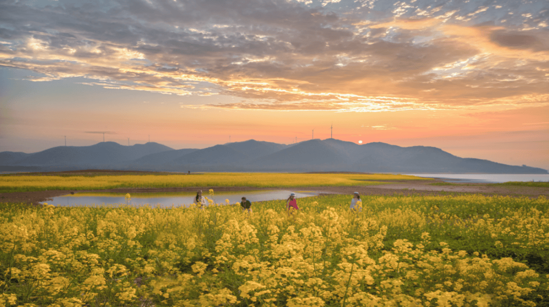 春游江淮请来滁州滁州春景美如画全椒万亩花海把浪漫拿捏住了