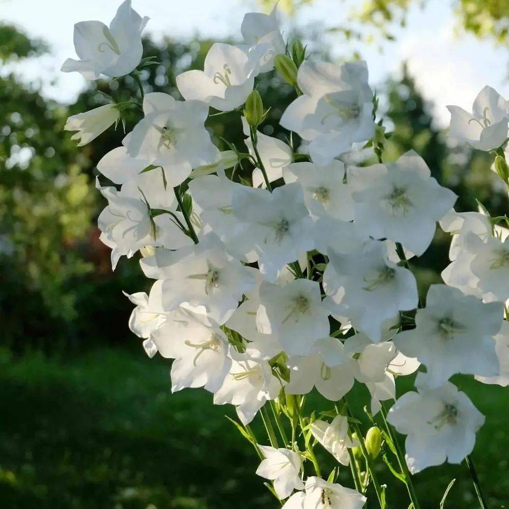 nashe托马斯·纳什郭沫若 译(文字滑动上下查看)spring, the sweet