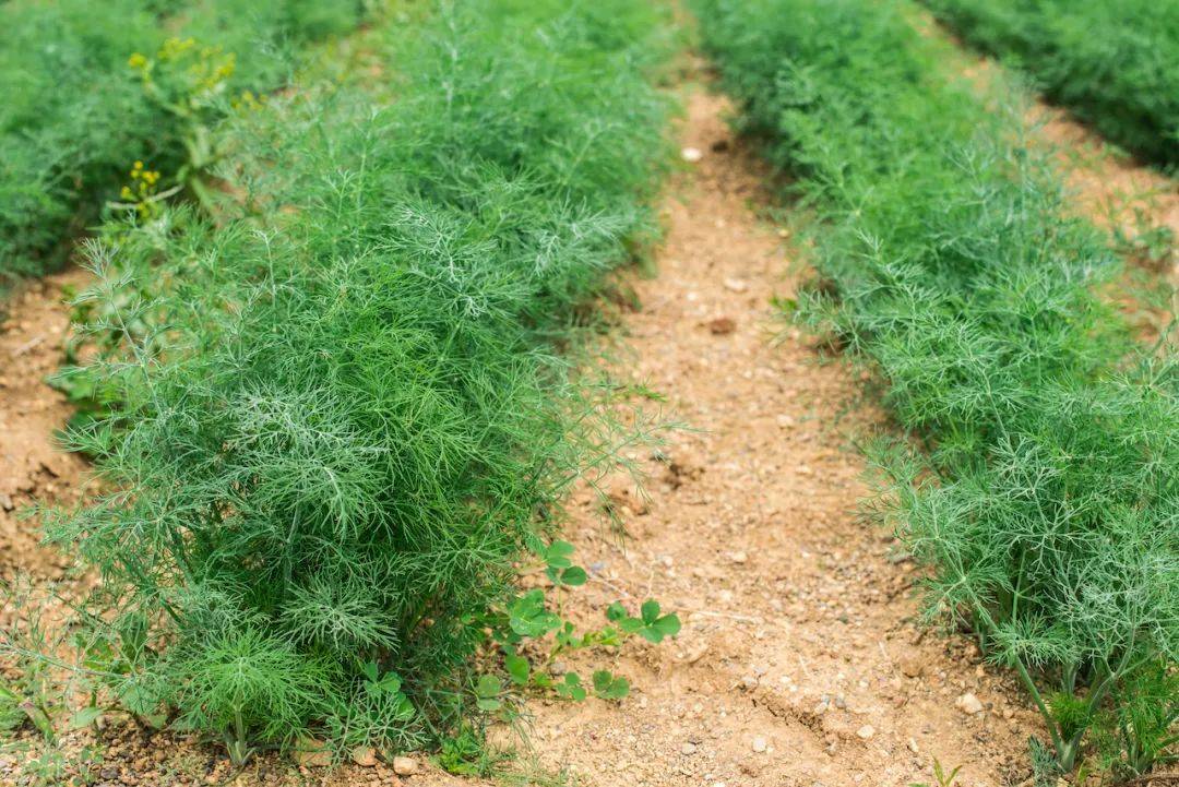 吃春日"助阳菜",大补命门&化一切寒湿_茴香_脾胃_辛香