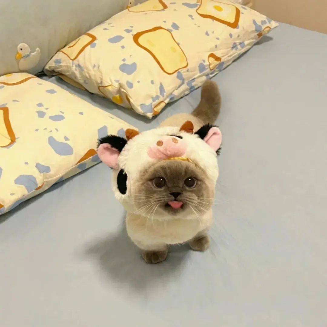 头像 | 可以和公主共享头像嘛